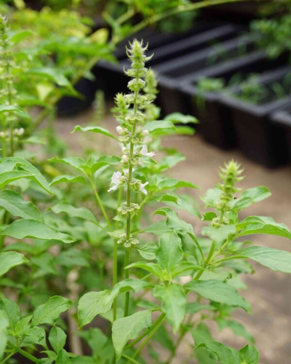 lemon basil growing at our farm