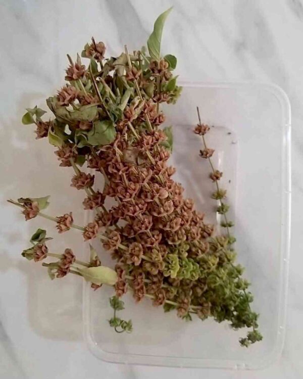 flowers harvested of lemon basil