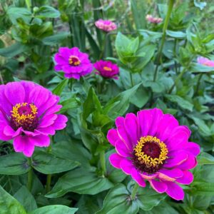 zinnia purple blooming at our farm