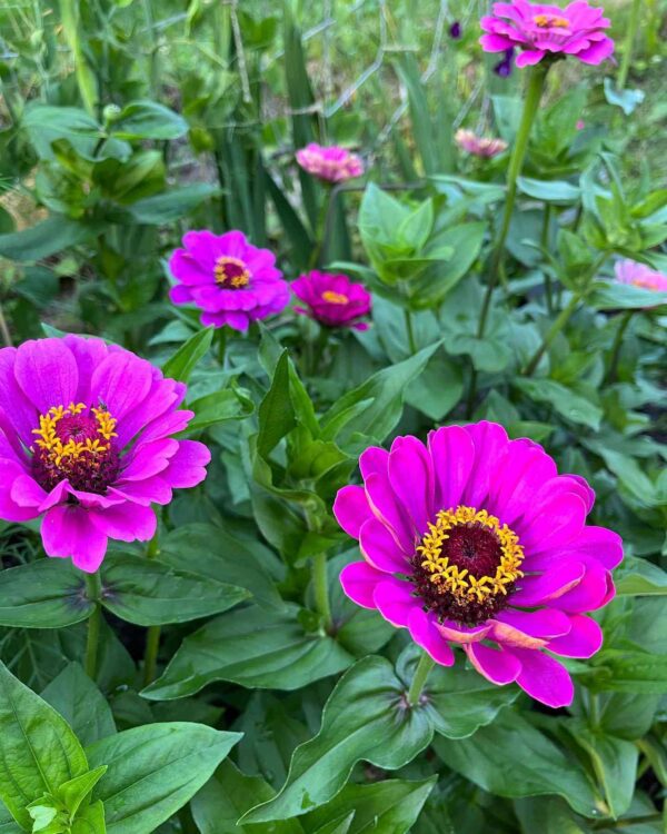 zinnia purple blooming at our farm