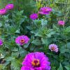 Zinnia - Purple - Image 2