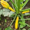 Yellow Zucchini