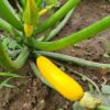 Yellow Zucchini - Image 2