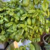 harvesting emily basil