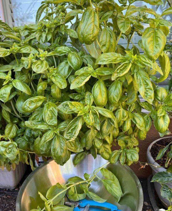 harvesting emily basil