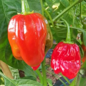habanero turning red and ready to harvest for seeds