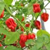 Red Habanero - Image 2