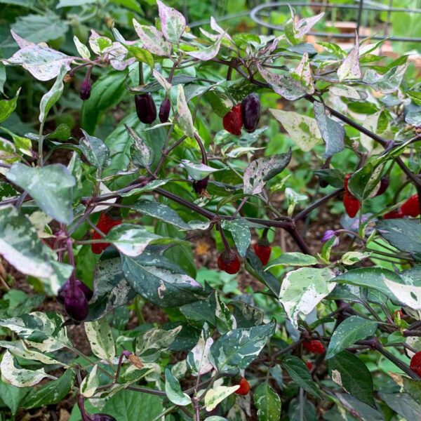 jigsaw chilli plant producing plenty of pods