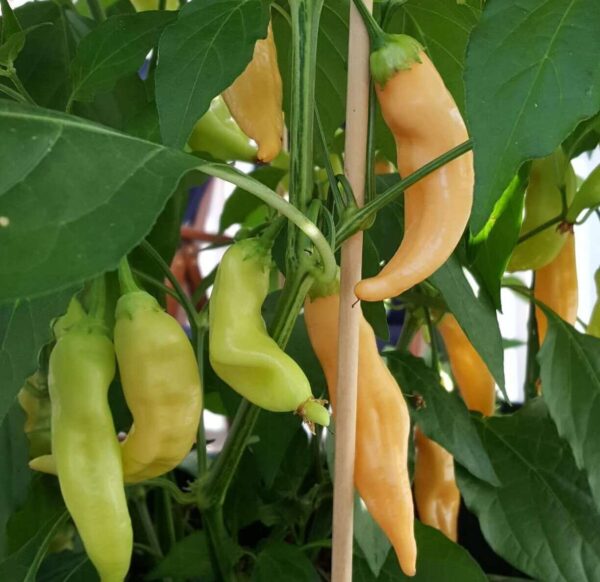 sugar rush peach pepper grown in pots turning from green to peach color