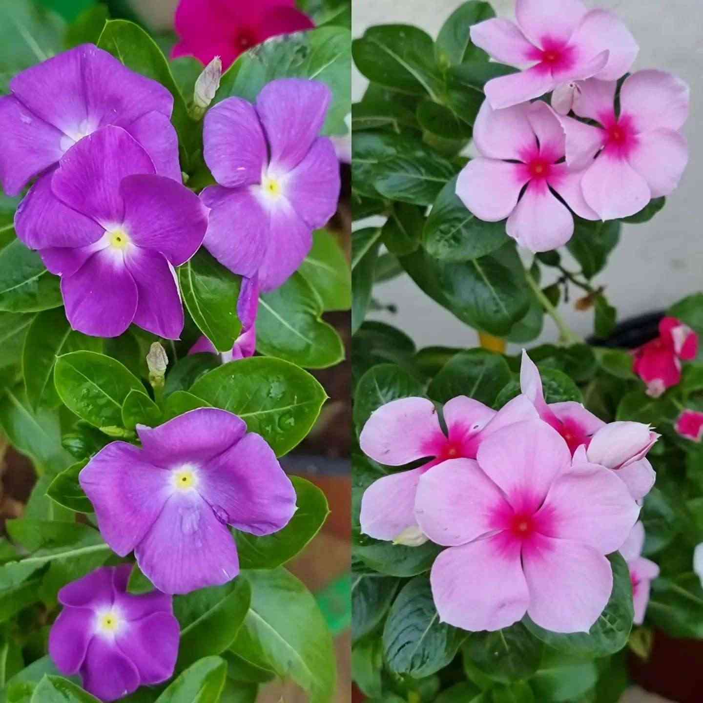 sadabahar flower blooming during monsoon