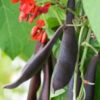 A vibrant image of the Black Knight Runner Bean vine, featuring its scarlet red flowers, lush green leaves, and clusters of inky black bean pods