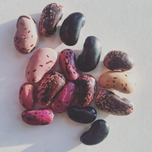 Close-up image of Black Knight Runner Bean seeds, showcasing their deep obsidian color and distinct shape, against a neutral background