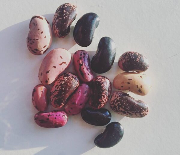 Close-up image of Black Knight Runner Bean seeds, showcasing their deep obsidian color and distinct shape, against a neutral background