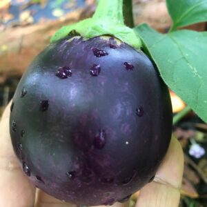 black beauty eggplant with its glossy, dark skin