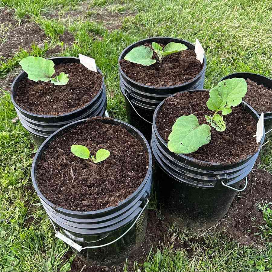 brinjal plant transplanted in large containers - expert cultivation advice