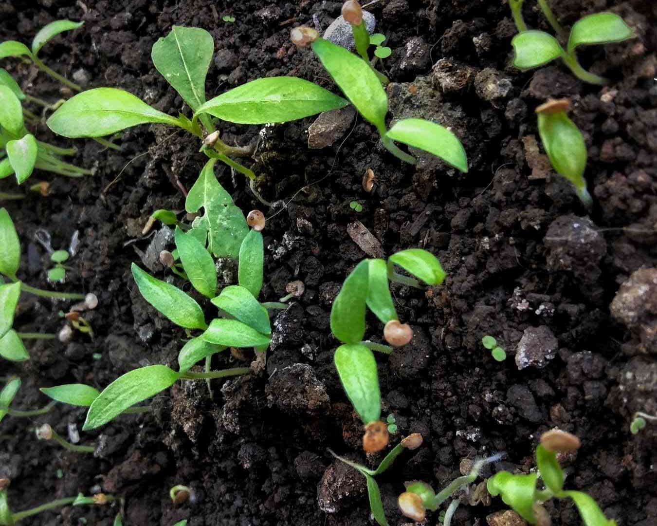 Brinjal seedling with healthy growth – essential brinjal growing tips