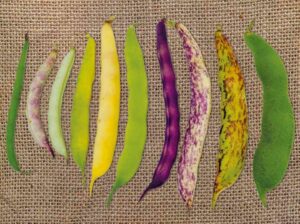 A vibrant assortment of beans showcasing the incredible diversity you can achieve when growing beans at home