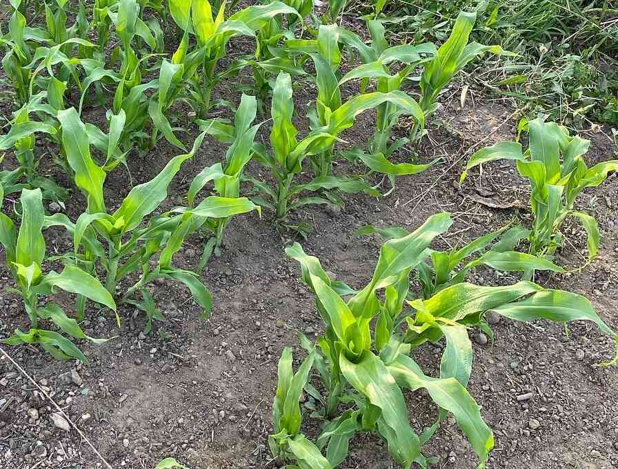 corn growing in backyard