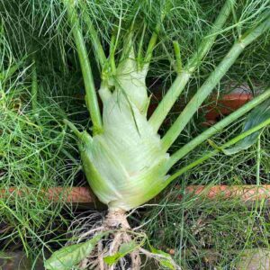 showing robust bulbs and lush fronds, grown from our high-quality Florence Fennel seeds