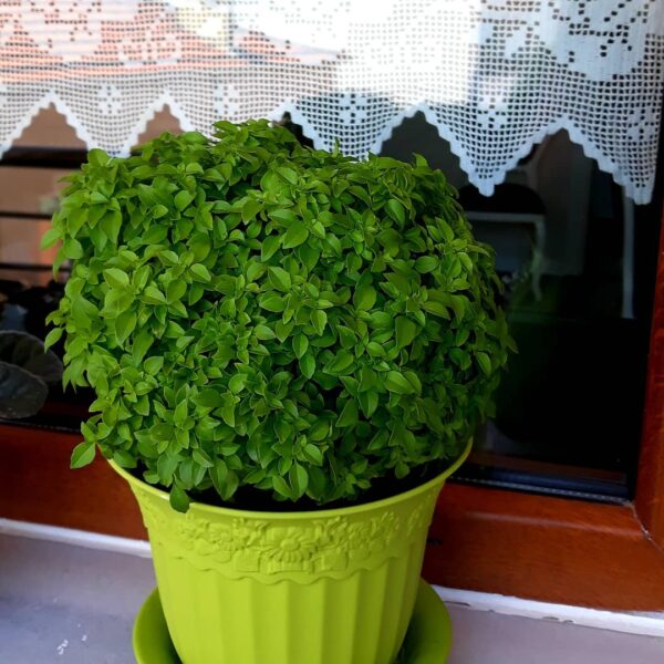 greek ball basil growing in a container