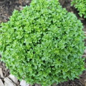 greek ball basil plant grown from seeds outdoor