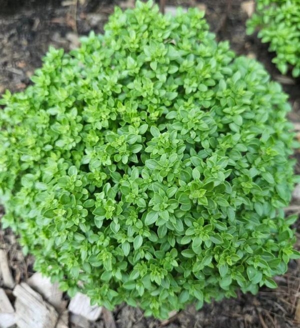 greek ball basil plant grown from seeds outdoor