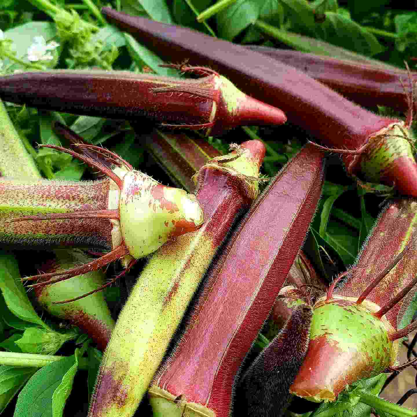 A detailed image capturing the vibrant, freshly harvested okra