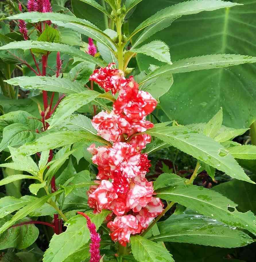 Peppermint Balsam- most beautiful variety of balsam