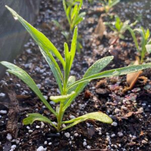 Young Russian Tarragon plant grown from seeds
