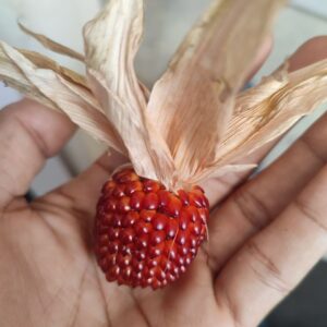 Red Popping Corn Strawberry Seeds