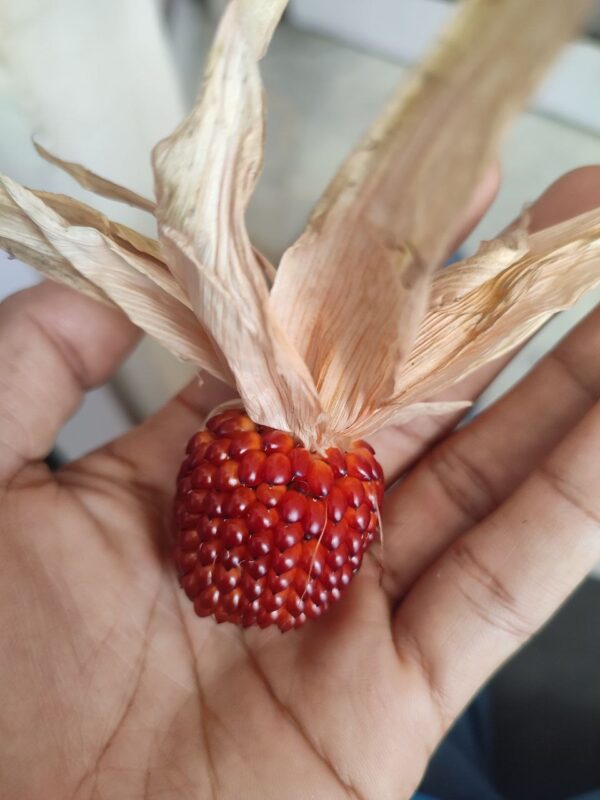 Red Popping Corn Strawberry Seeds