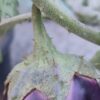Purple Oval Thorned Brinjal - Image 2