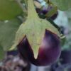 Purple Oval Thorned Brinjal