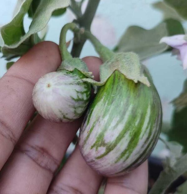 tri colour brinjal