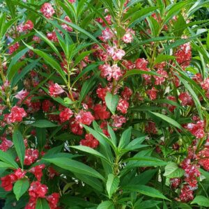 Beautiful, blooming Balsam Peppermint Stick plant showcasing its striking red and white mottled blossoms, grown from our Balsam Peppermint Stick Seeds