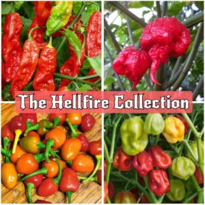 The Hellfire Collection