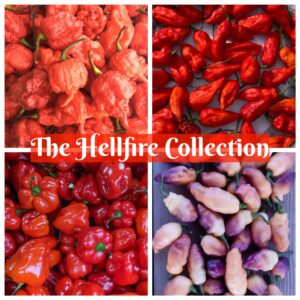 hottest chilli seeds collection- hellfire collection product image
