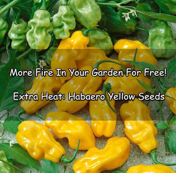 freebie for hellfire pack: habanero chilli yellow seeds