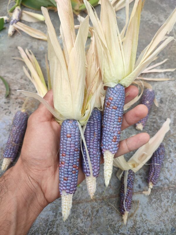 holding mini blue popcorn harvested cob