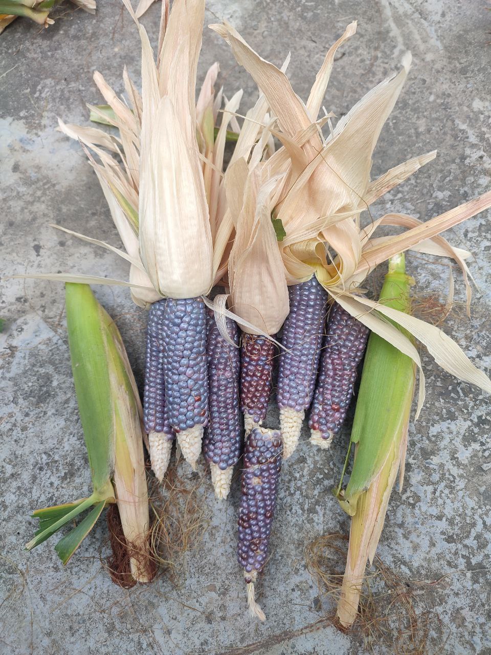 thumbnail image 2 of Amish Blue Popcorn Seeds – 50 Organic Seeds, Rare, Open-Pollinated, Fast Growing 2 of 2