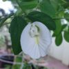 White Queen Butterfly Pea (Aparajita) - Image 2