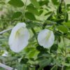 aparijita flower