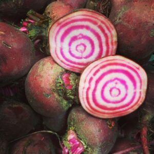 Chioggia Beetroot grown from seeds at mountain top seed bank farm