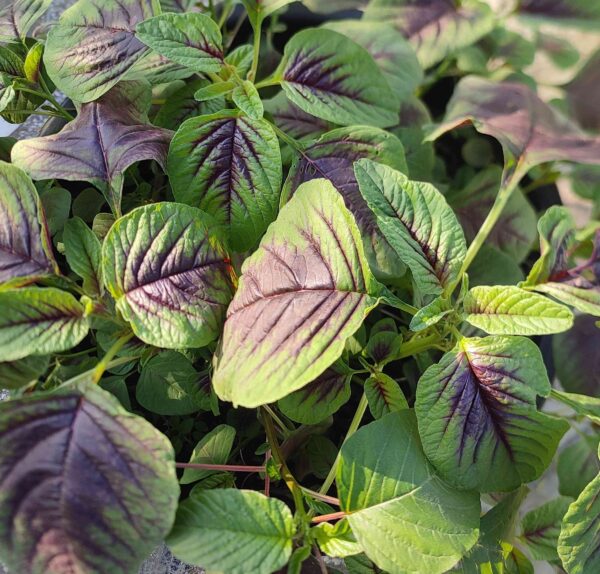 peacock amaranthus leaves