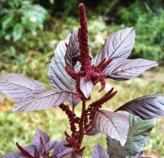 Hopi Red Dye Amaranth Seeds (Amaranthus Cruentus X A. Powellii