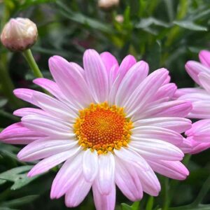 Pink daisy flower at mountain top seed bank farm.
