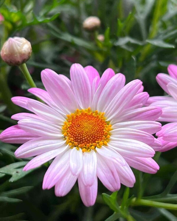 Pink daisy flower at mountain top seed bank farm.