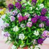 Alyssum-mix-seeds