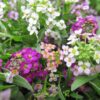 Alyssum Mix (Lobularia maritima) - Image 2
