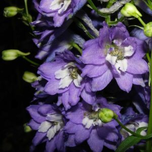larkspur flowers grown from seeds